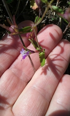 Collinsia sparsiflora collina