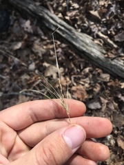 Elymus villosus