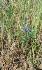 Lupinus pachylobus