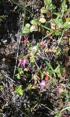Collinsia sparsiflora collina