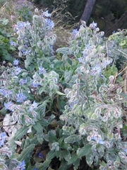 Borago officinalis