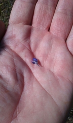 Lupinus pachylobus