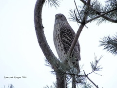 Accipiter gentilis
