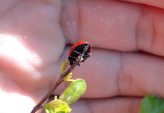 Coccinella septempunctata