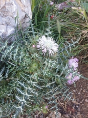 Galactites tomentosus