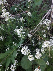 Lobularia maritima
