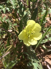 Oenothera primiveris primiveris