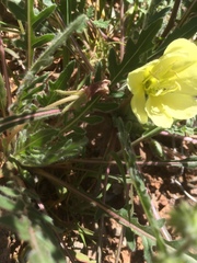 Oenothera primiveris primiveris