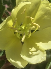 Oenothera primiveris primiveris
