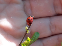 Coccinella septempunctata