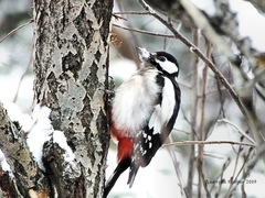 Dendrocopos major