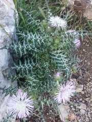 Galactites tomentosus