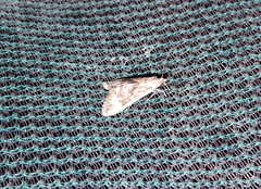 Cornifrons ulceratalis