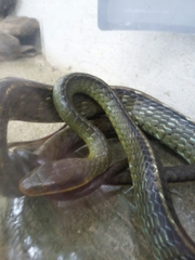 Chironius bicarinatus