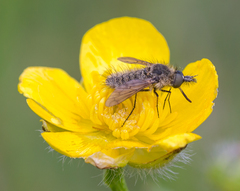 Conophorus virescens