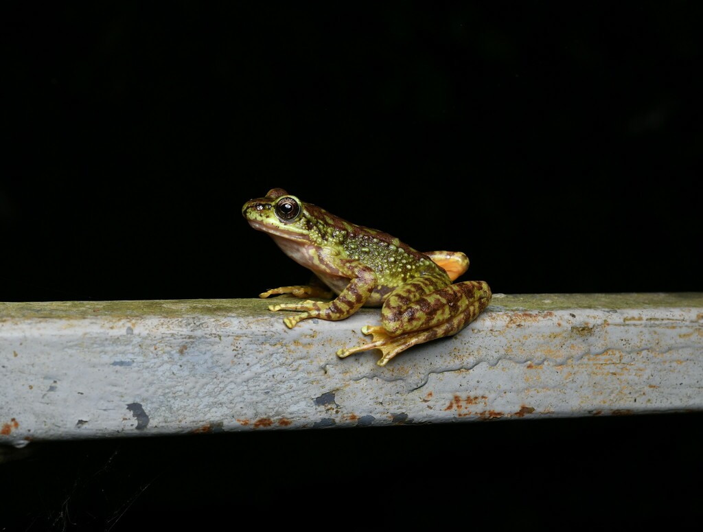 Mouping Sucker Frog
