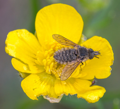 Conophorus virescens