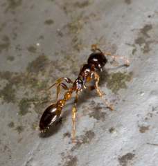 Tetraponera