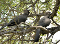 Corythaixoides concolor bechuanae