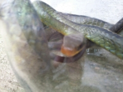 Chironius bicarinatus