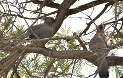 Corythaixoides concolor bechuanae