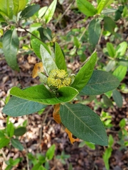 Croton alabamensis