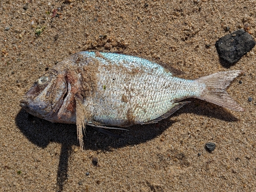 Porgy (Stenotomus chrysops) — Sparidae — 2