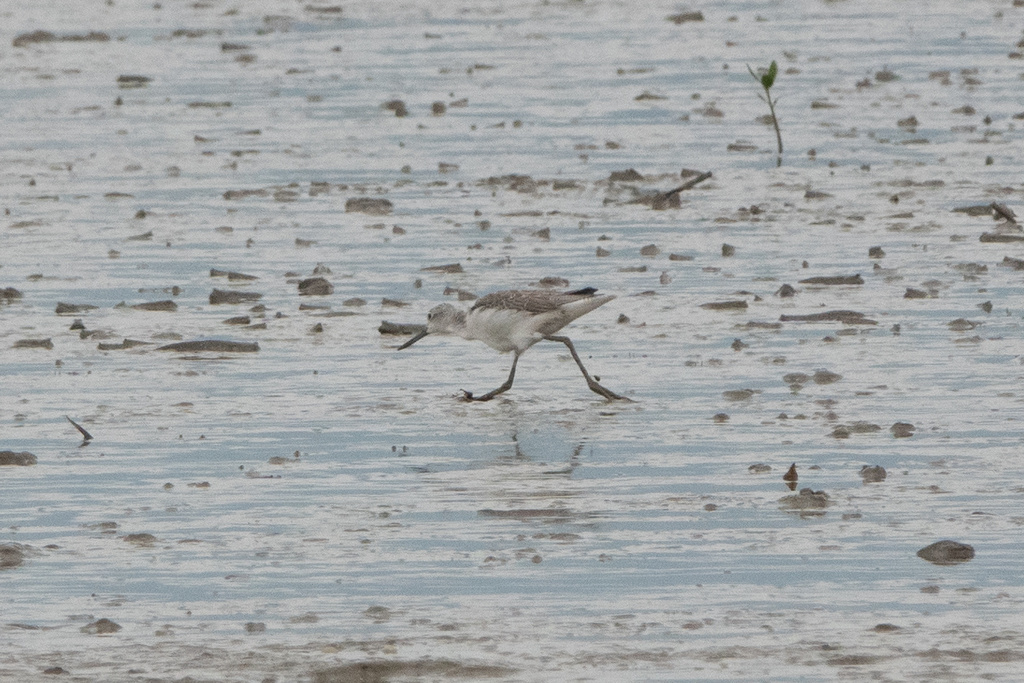 Common Greenshank from Deep Bay-Shenzhen Bay, New Territories, HK on ...