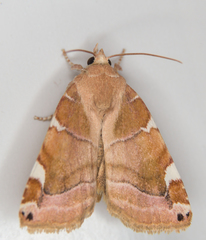 Cosmia diffinis