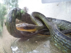 Chironius bicarinatus