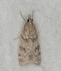 Scoparia subfusca