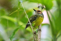 Poecilotriccus ruficeps