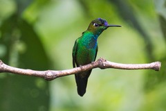 Heliodoxa leadbeateri