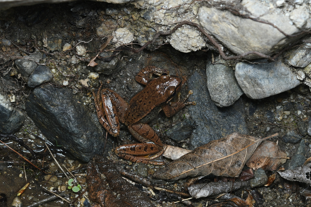 Nyingchi Cascade Frog