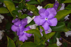Brunfelsia pauciflora