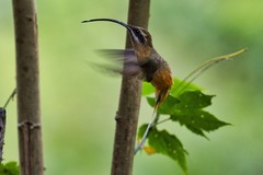 Phaethornis syrmatophorus
