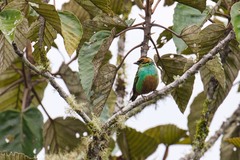 Tangara chrysotis