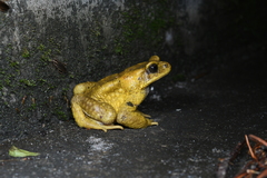 Stuart's Toad photo 4