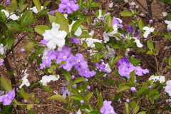 Brunfelsia pauciflora