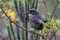 Atlapetes pallidinucha