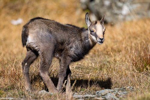 Northern Chamois