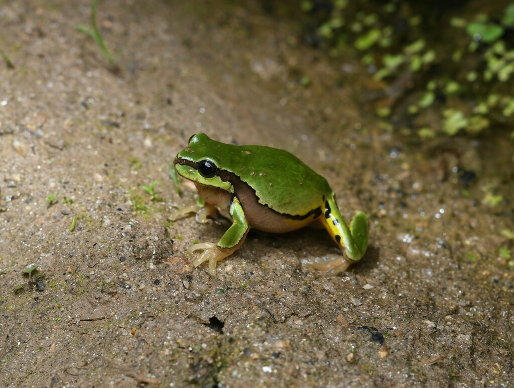 Shensi Treefrog