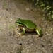 Shensi Tree Frog - Photo (c) Yexingcha, some rights reserved (CC BY-NC), uploaded by Yexingcha