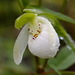 Sparrow's-egg Lady's Slipper - Photo (c) Andy Fyon, some rights reserved (CC BY-NC), uploaded by Andy Fyon