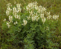 Astragalus williamsii