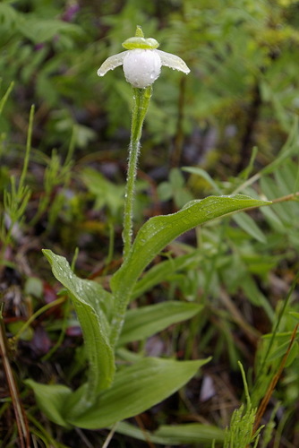 Sparrow's-egg Lady's Slipper