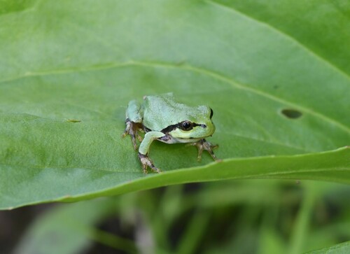 Japanese Tree Frog
