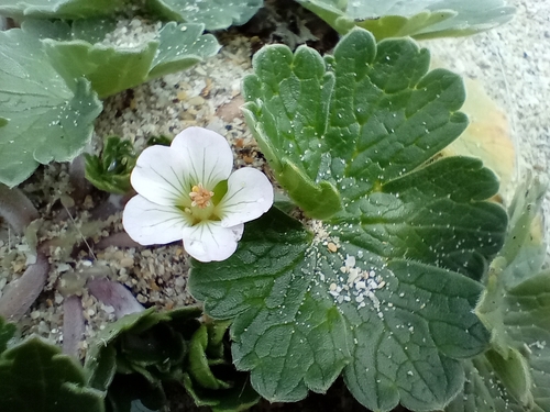 Image of Geranium traversii by (c) John Barkla, some rights reserved (CC BY)