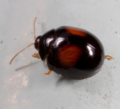 Argopistes coccinelliformis