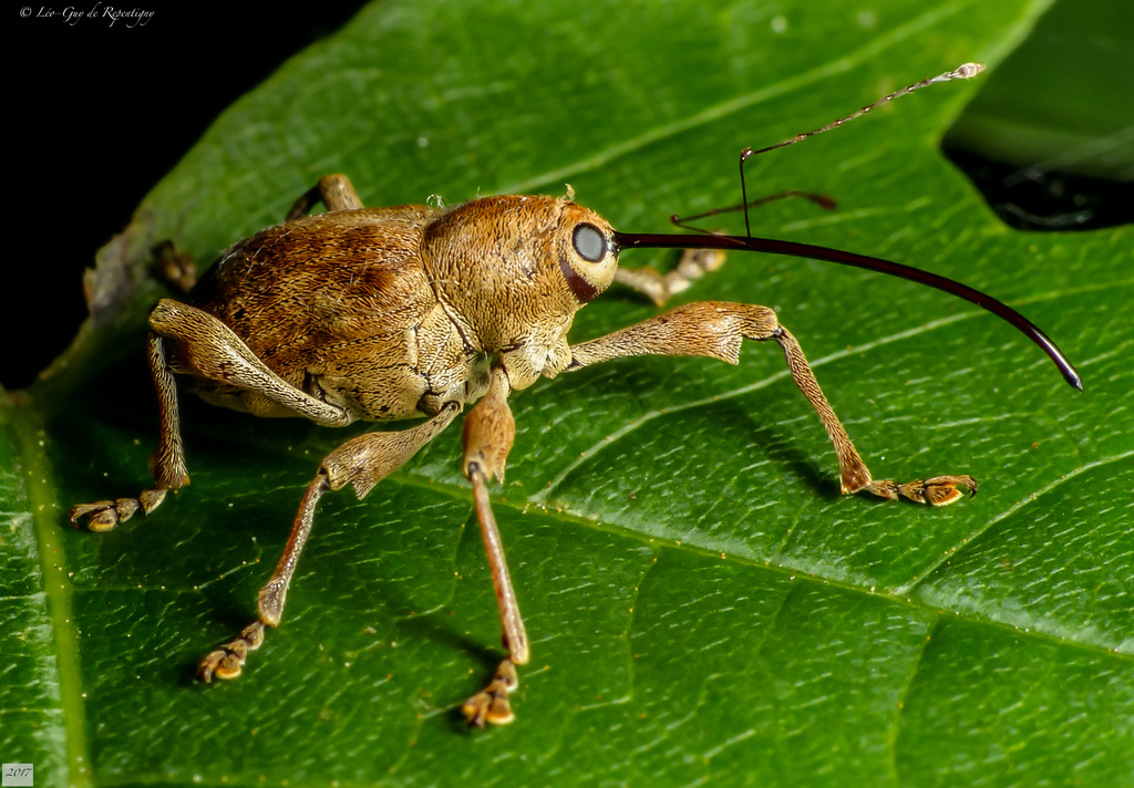Curculio sulcatulus · iNaturalist